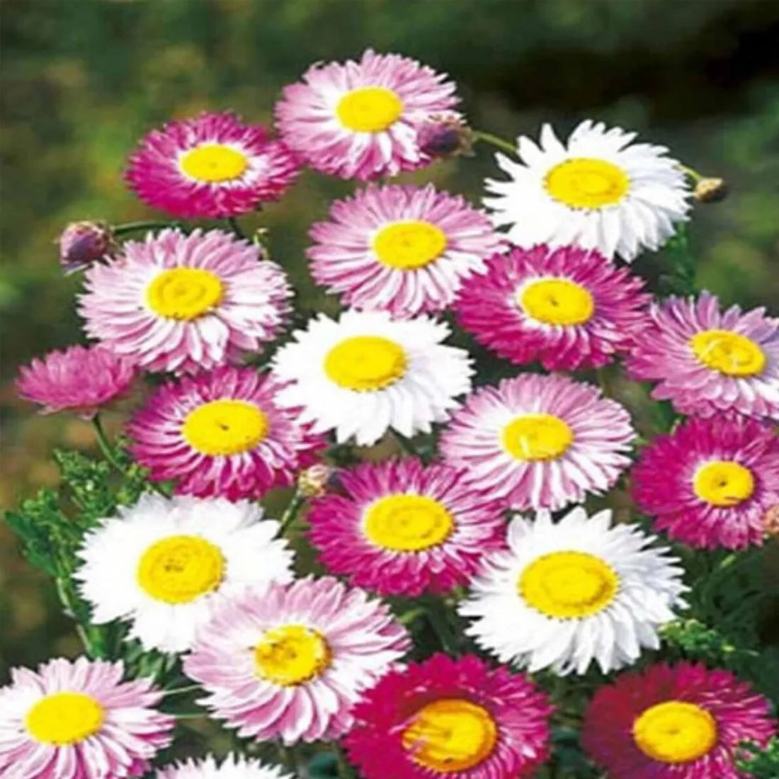 Acroclininium (Double Mix) Seeds