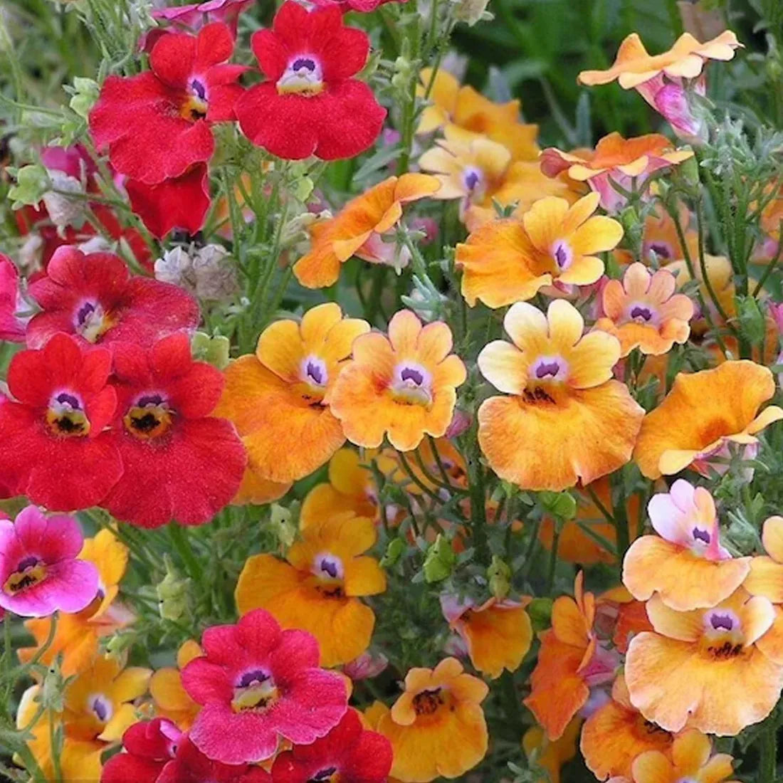 Nemesia (Carnival Mixed) Seeds