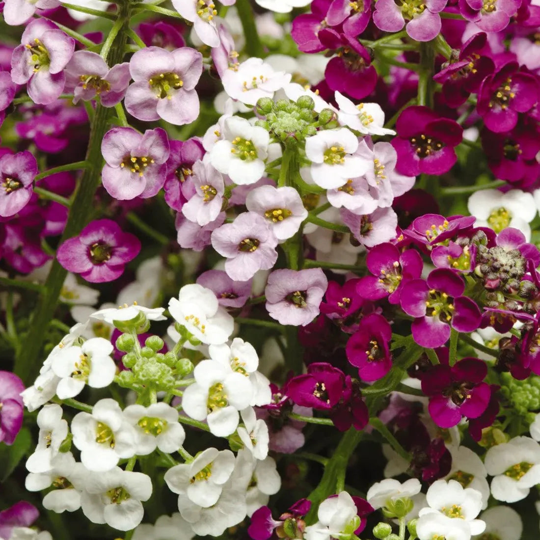 Alyssum Seeds