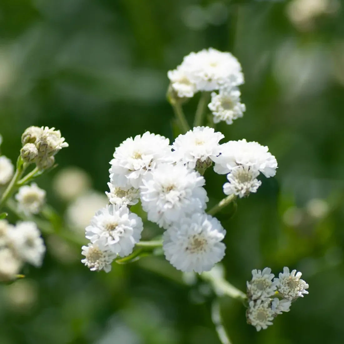 Buy Non-GMO gypsophila seeds online from Seedvanam