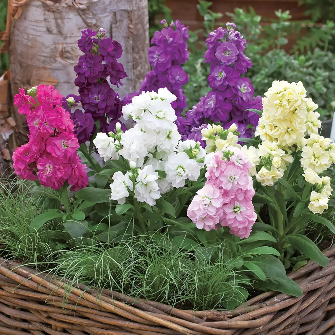 Stock (Double Dwarf) Seeds