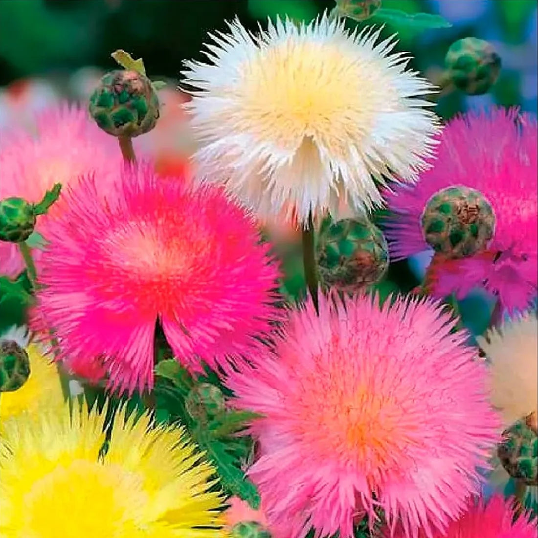 Sweet Sultan Seeds