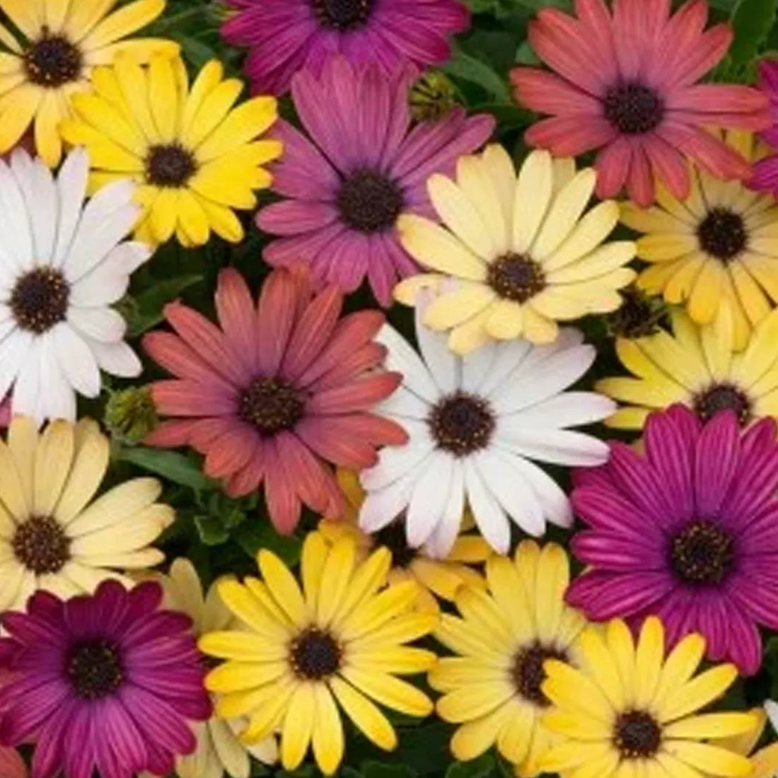Dimorphotheca Mix Seeds