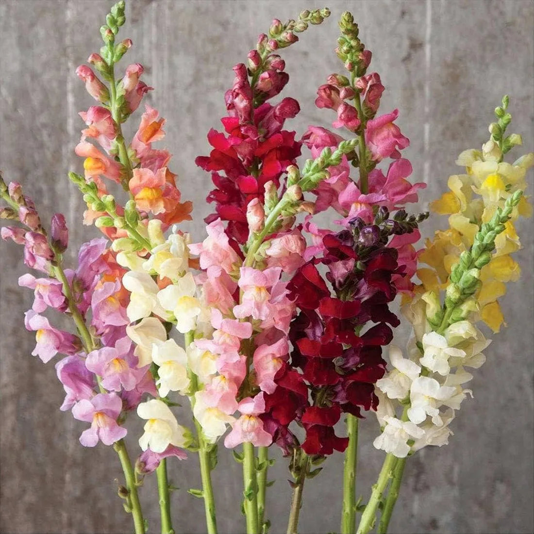 antirrhinum (tamb thumb mix) seeds online