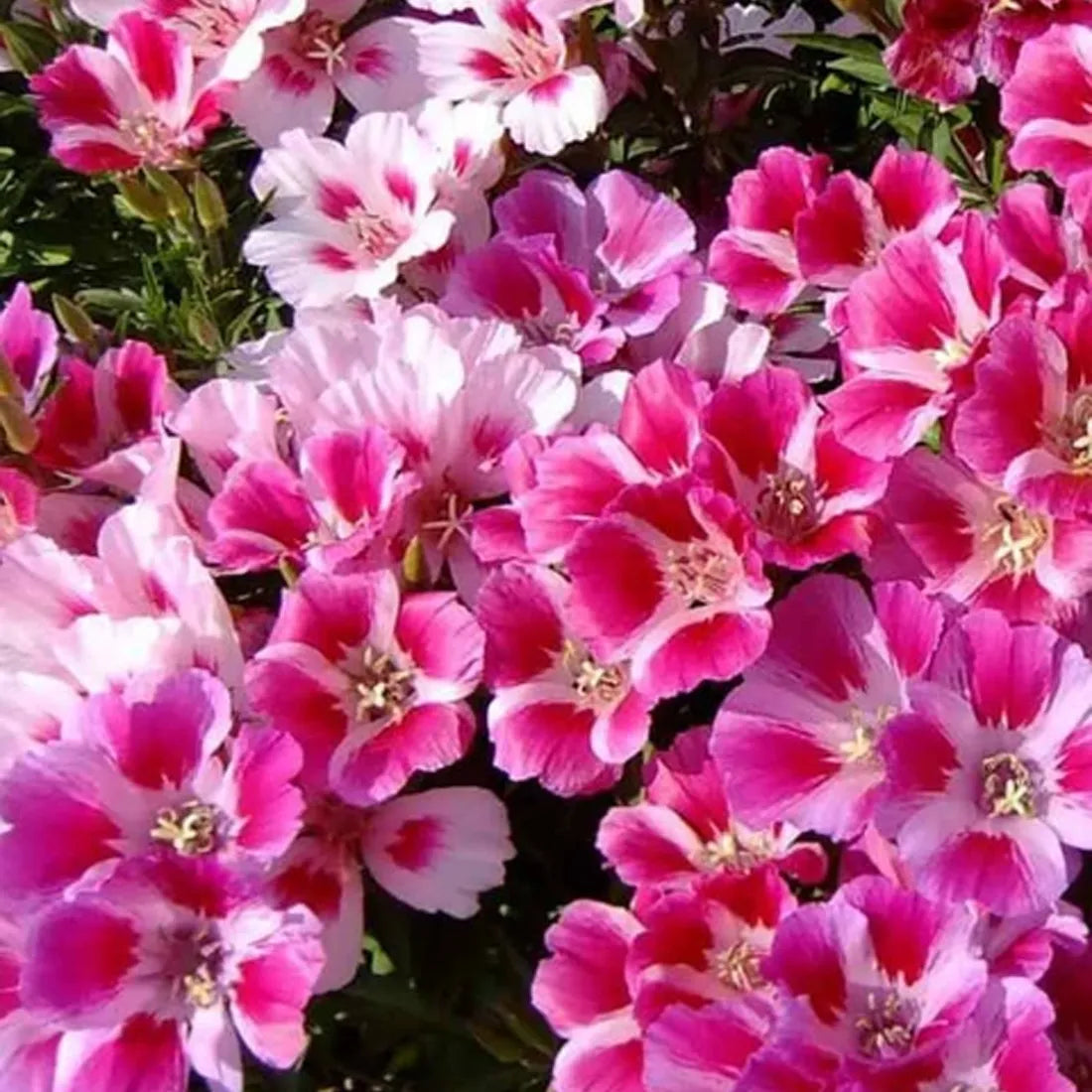 Godetia (Azaleaflora Mixes) Seeds