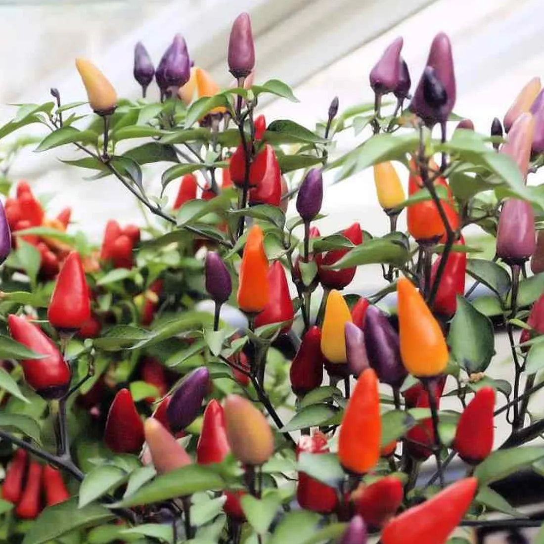 Ornamental Chilli (Choice Round Mix) Seeds