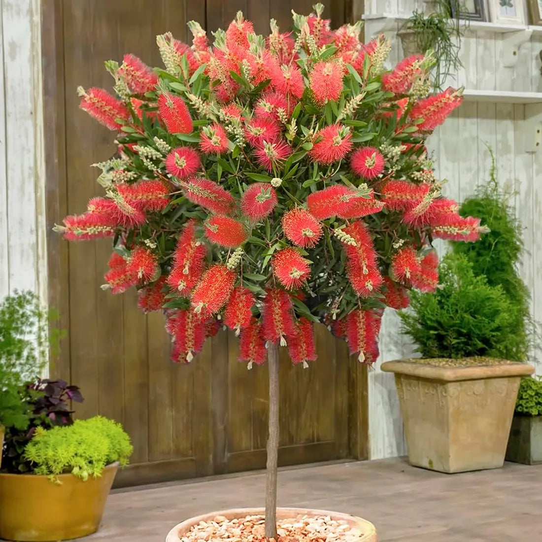 Bottle Brush Seeds