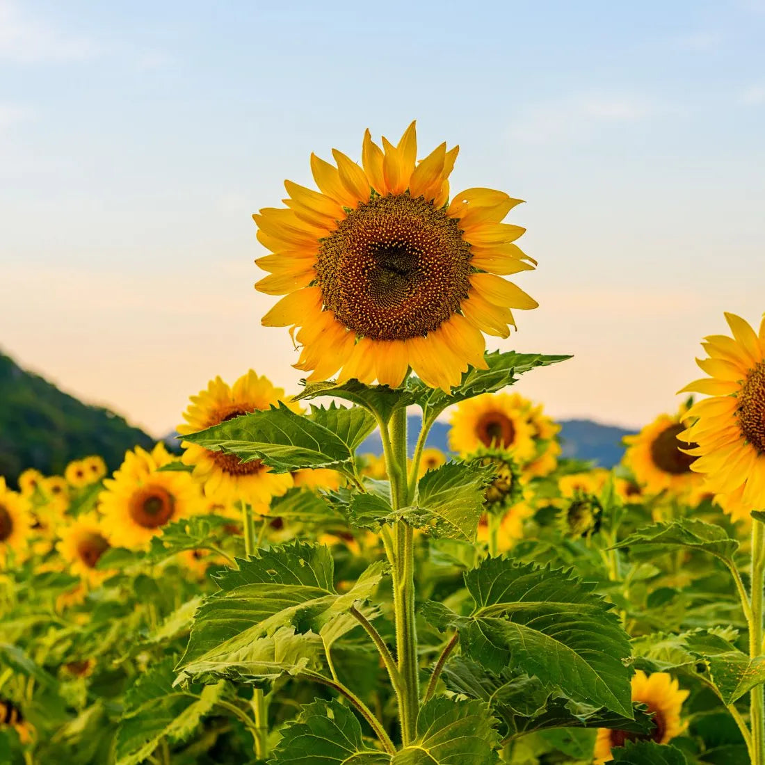 Sunflower Seeds