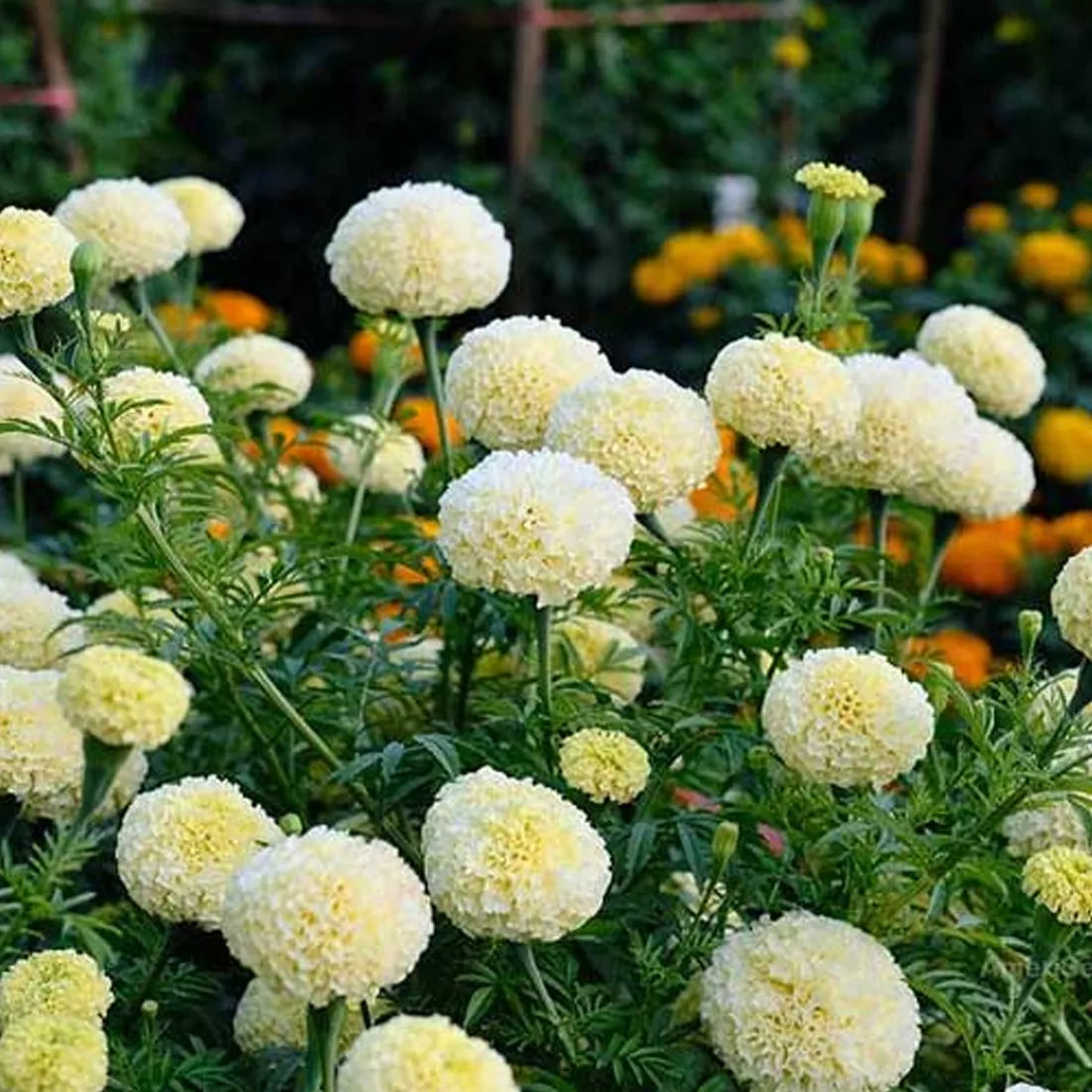 Marigold (Double White) Seeds
