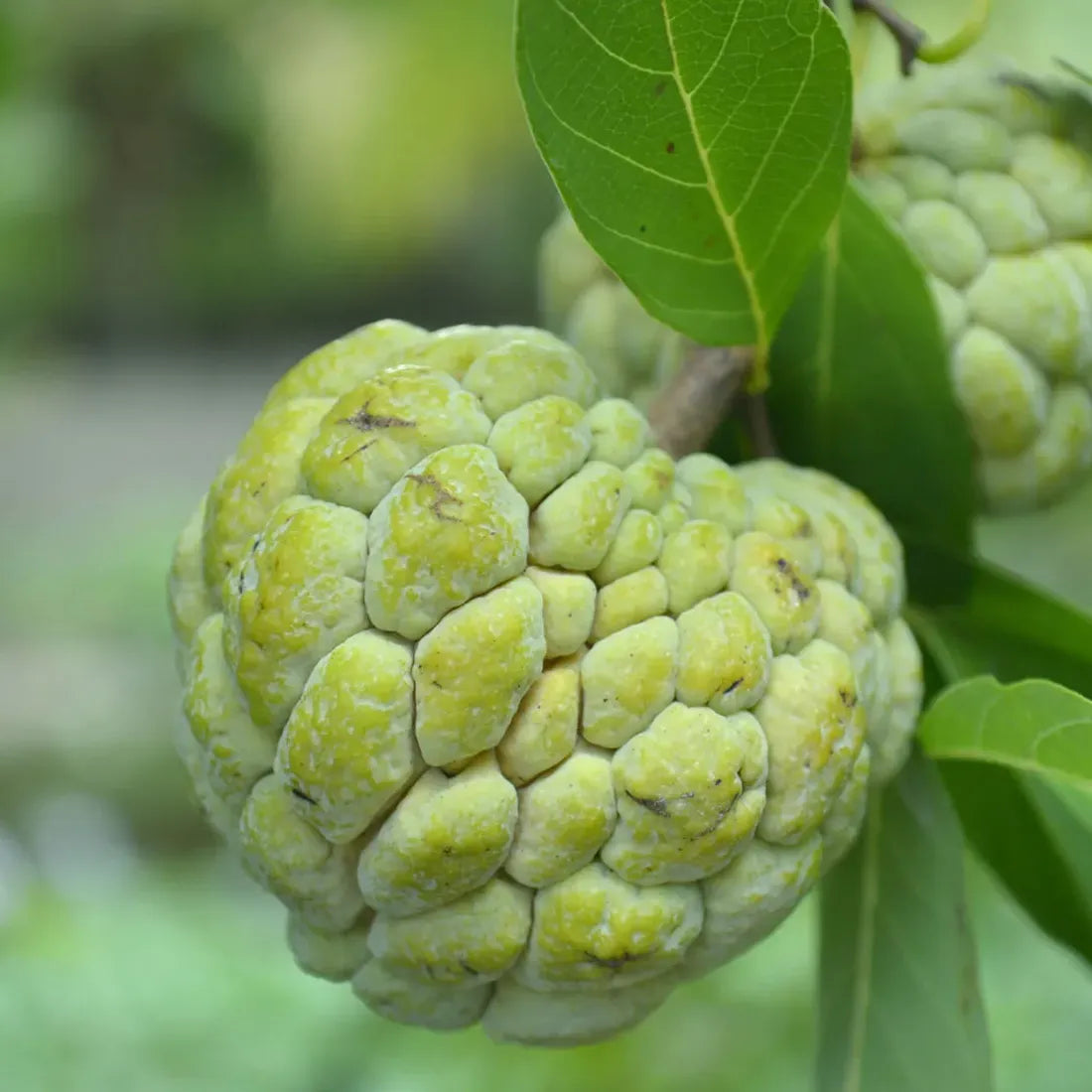 Buy Sitaphal Seeds Online