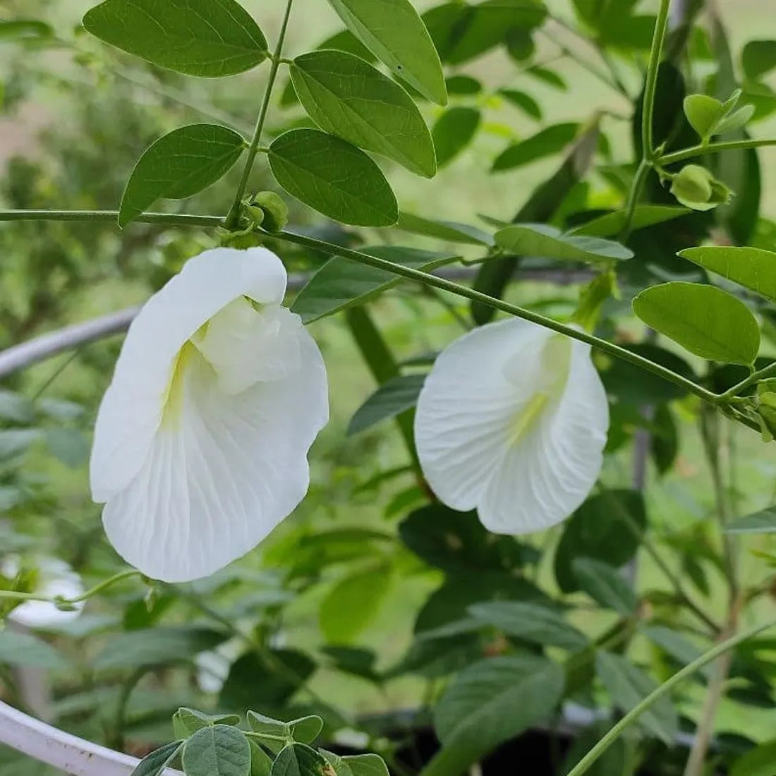 Aparajita / Butterfly Pea White Seeds