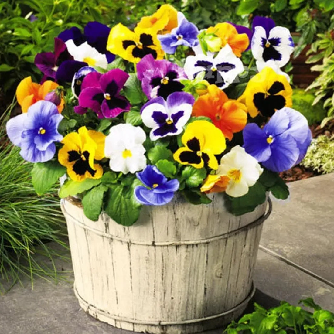 buy pansy (Swiss Giant Mix) seeds online