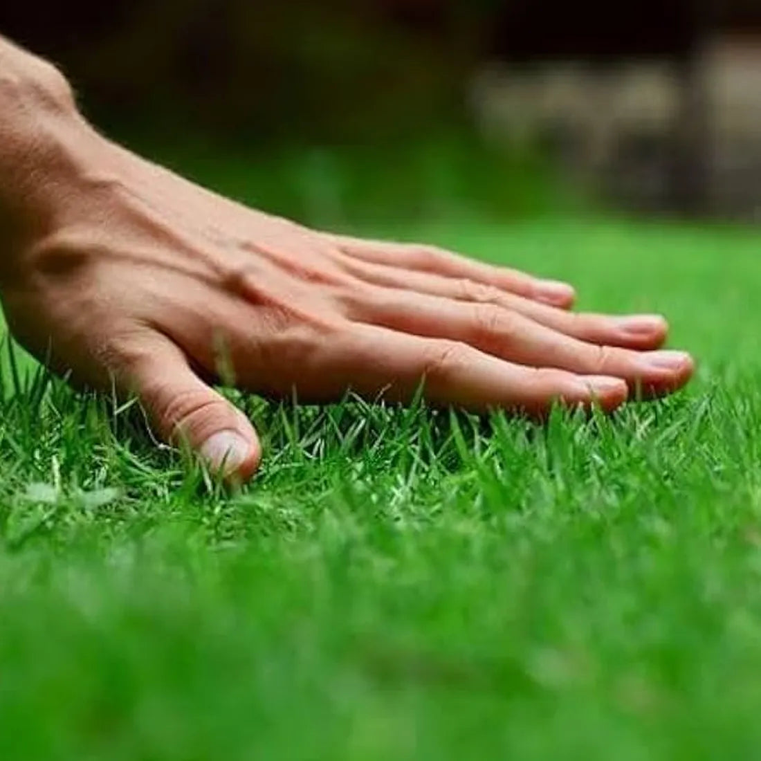 Buy lawn grass seeds online from SeedVanam