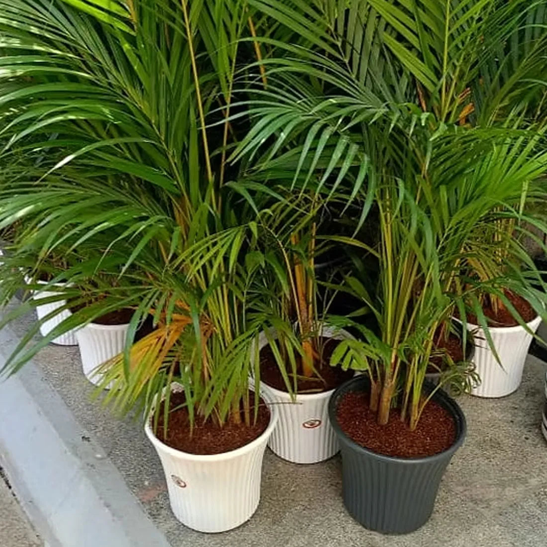 Areca Palm Seeds