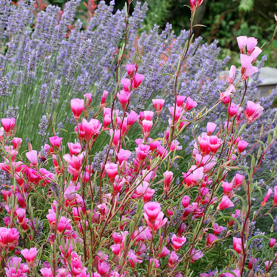 clarkia seeds online 