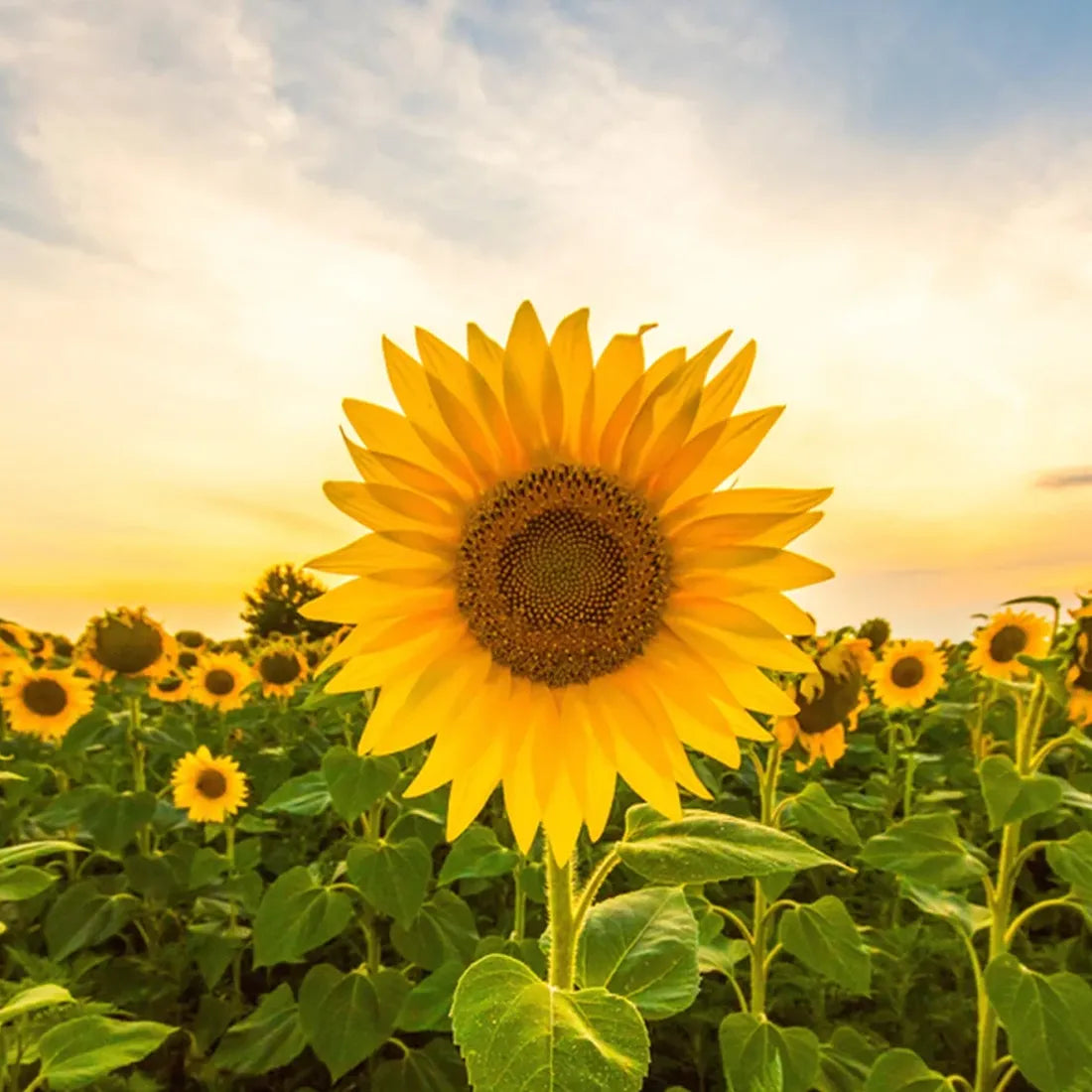 Sun Flower ( Bloom ) Seeds