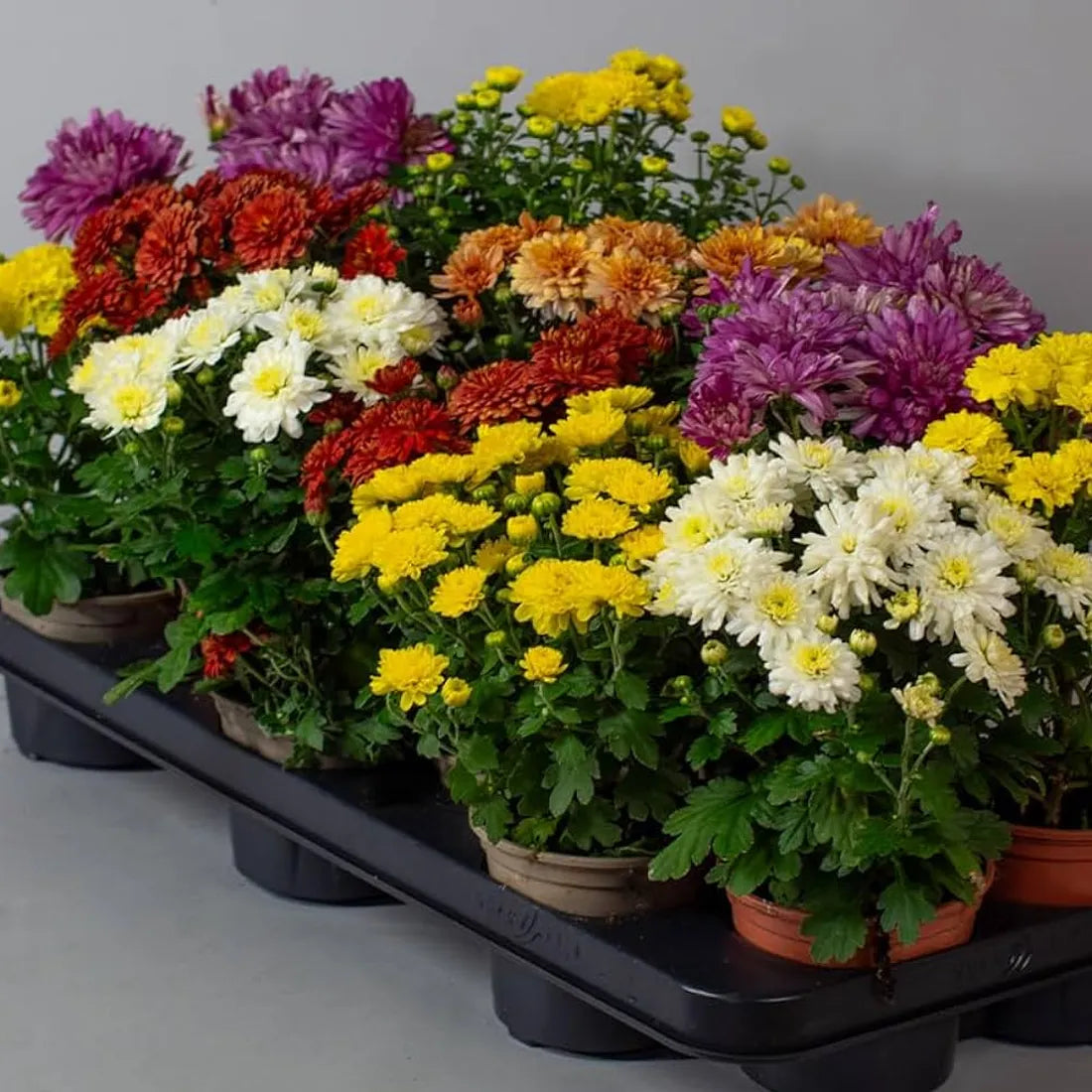potting mix for chrysanthemum Buy Chrysanthemum mixes seeds online – SeedVanam
