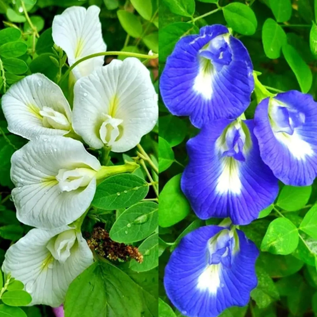 Aparajita / Butterfly Pea Seeds