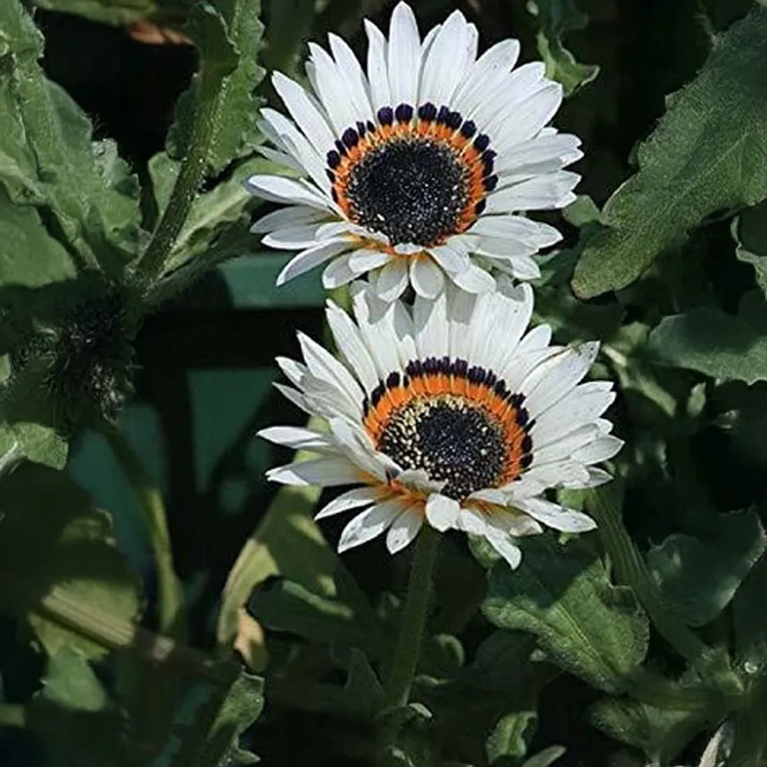 Vanadium ( Pearl White ) Seeds
