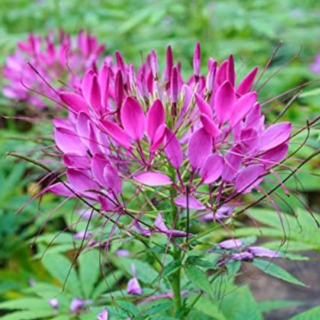 Cleome (Spinosa Mix) Seeds