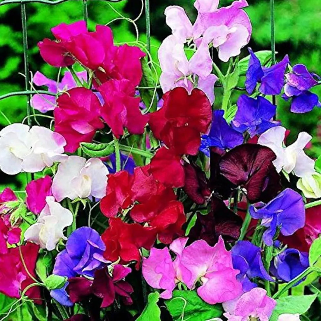 Sweet Pea (Bonanza Mixed) Seeds