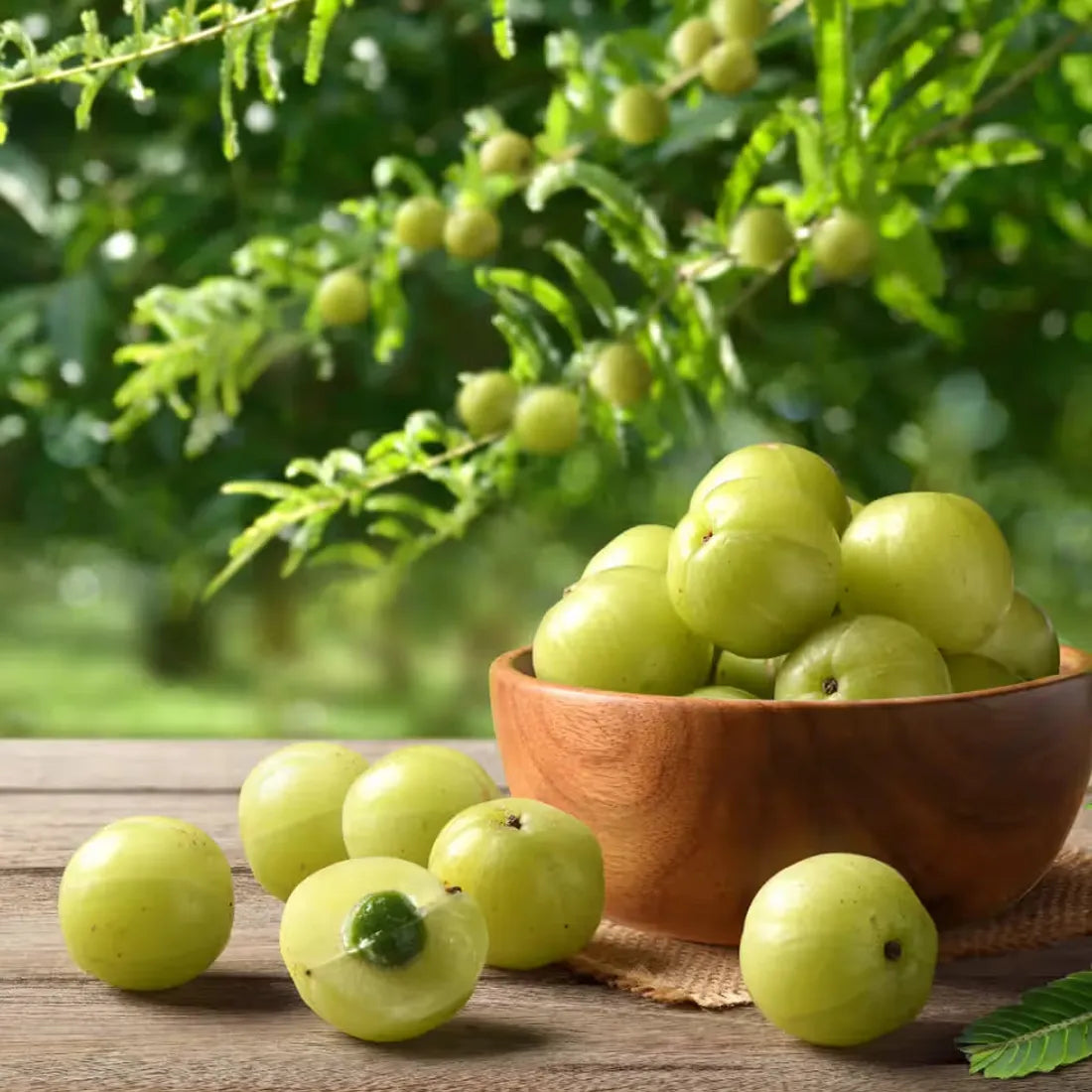 Buy amla seeds online