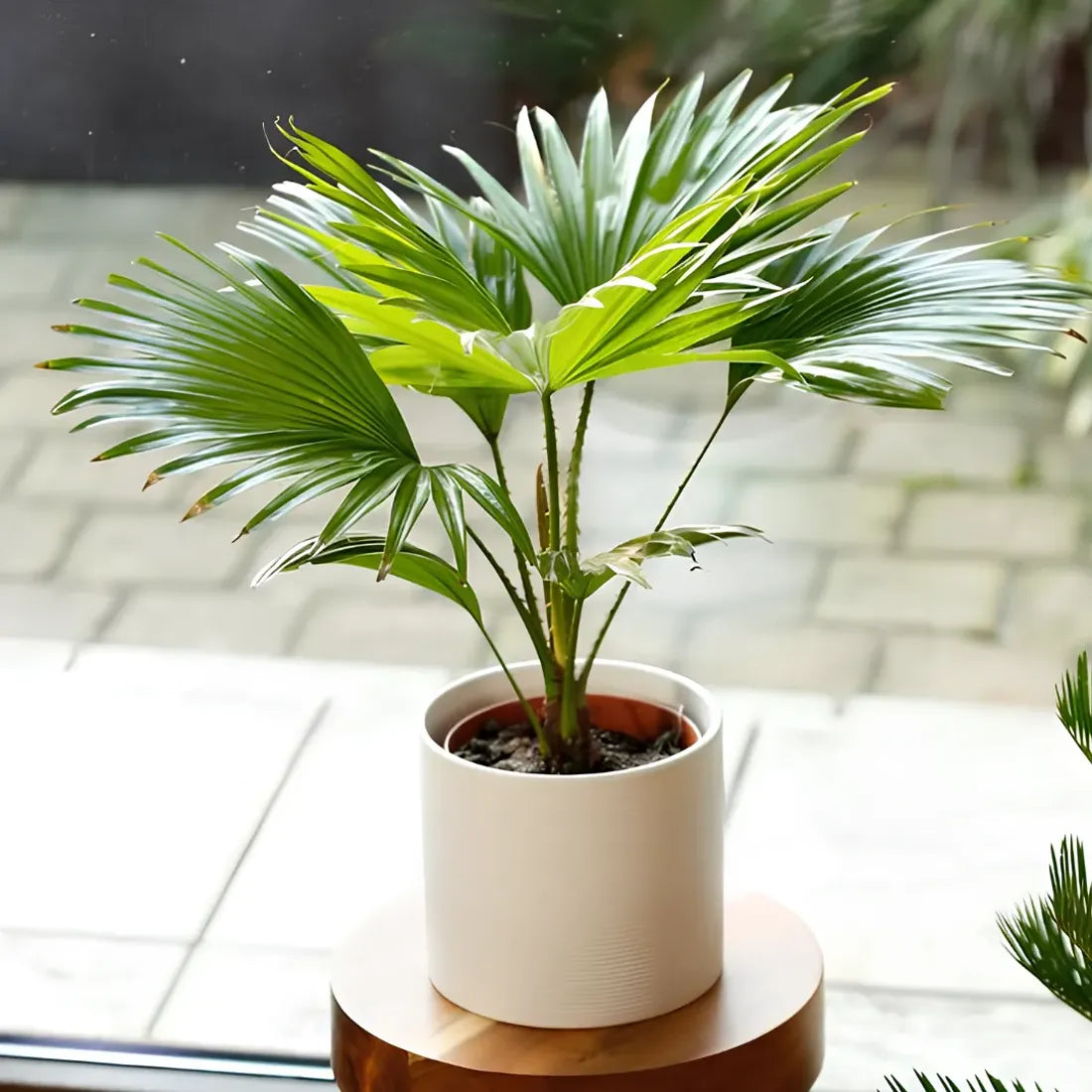 Buy Chinese Fan Palm seeds online
