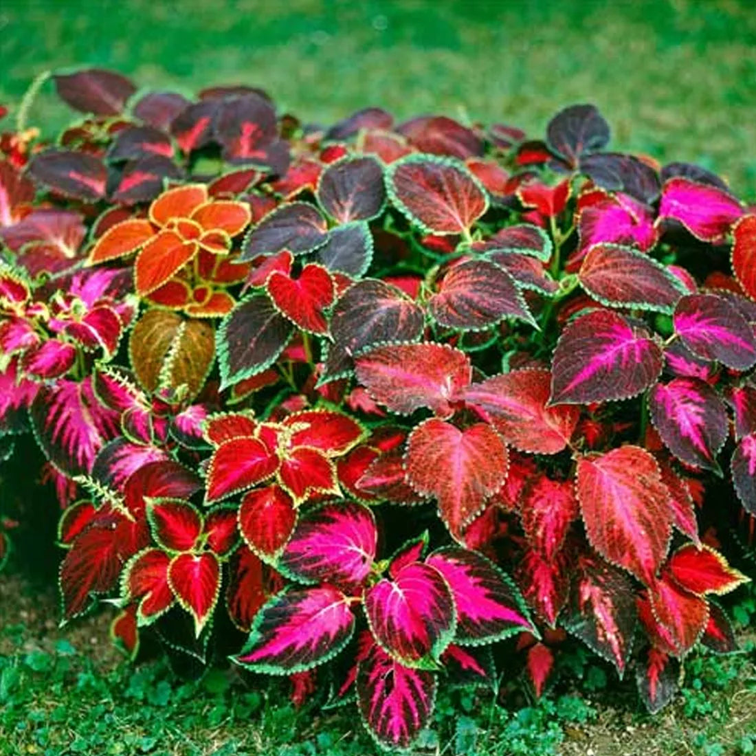 Coleus (Blumei Rainbow Mix) Seeds