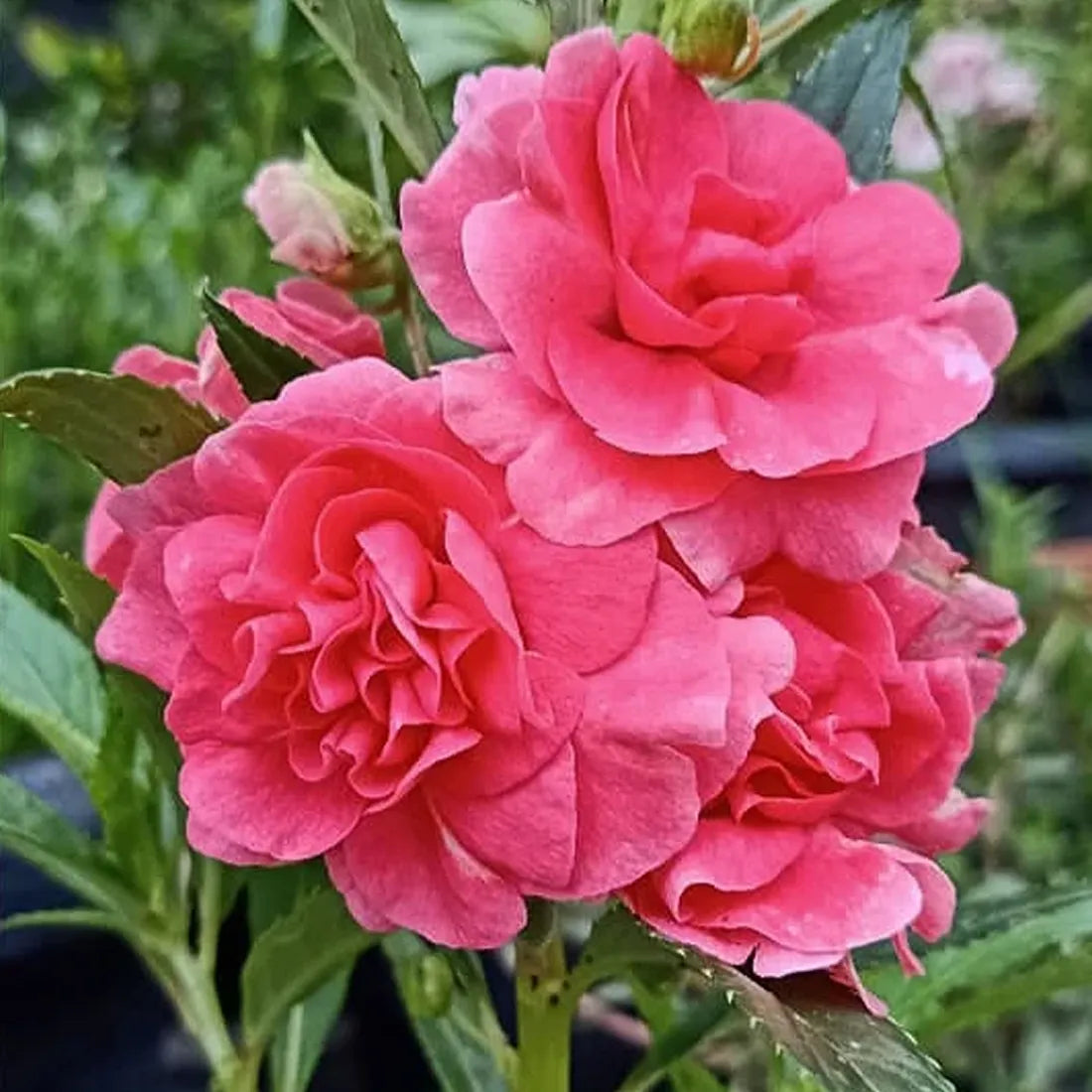 Balsamine (Rose Flower) Seeds