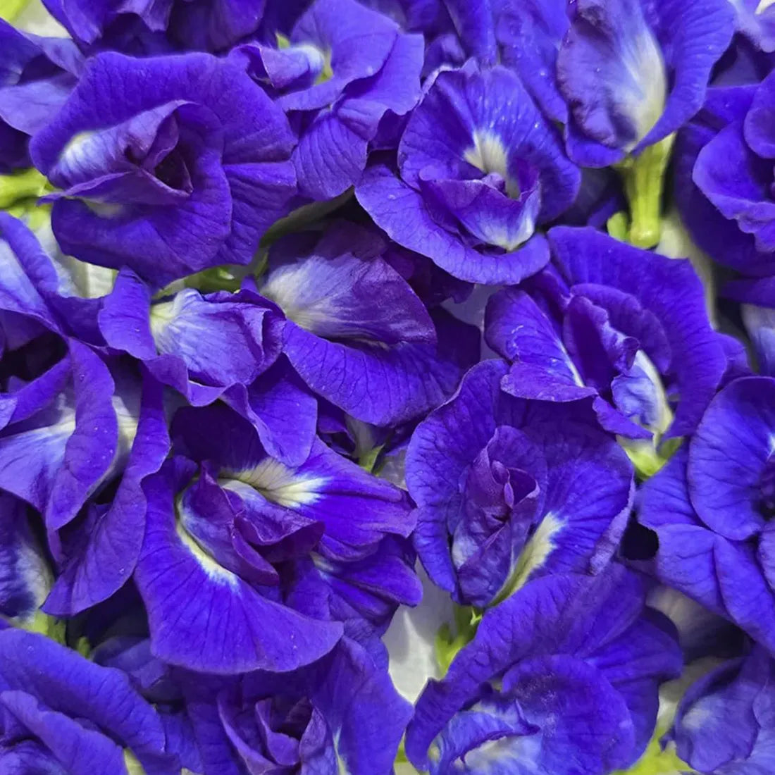 Aparajita / Butterfly Pea Blue Seeds