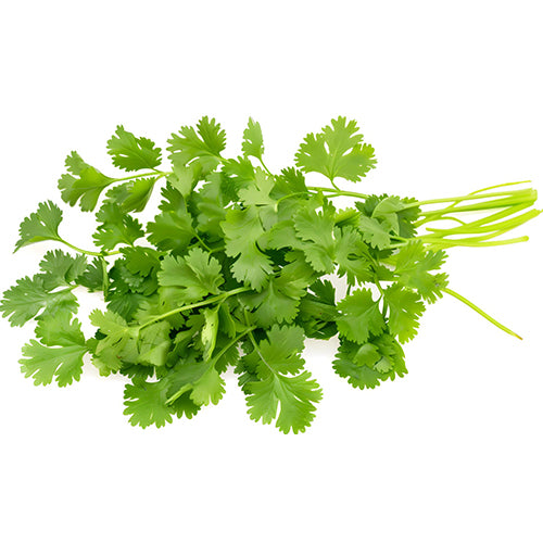 Coriander ( Dhaniya ) Seeds