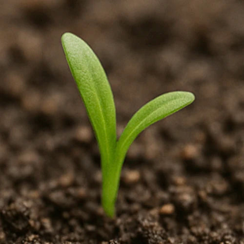 Amaranthus (Thotakura) Seeds | चौलाई के बीज | తోటకూర విత్తనాలు