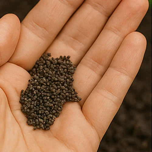 Amaranthus (Thotakura) Seeds | चौलाई के बीज | తోటకూర విత్తనాలు