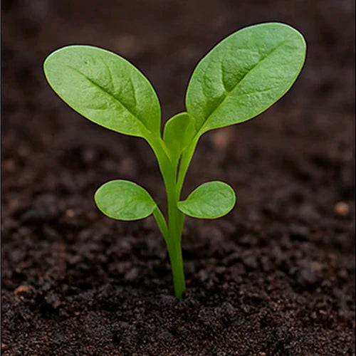 Bachhali (Malabar Spinach) Seeds | बछली के बीज | బచ్చలి కూర గింజలు