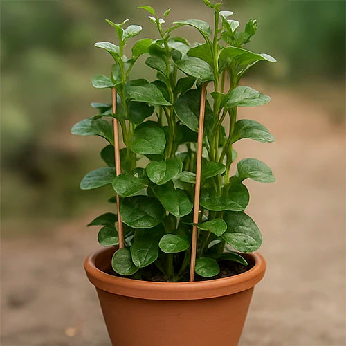 Bachhali (Malabar Spinach) Seeds | बछली के बीज | బచ్చలి కూర గింజలు