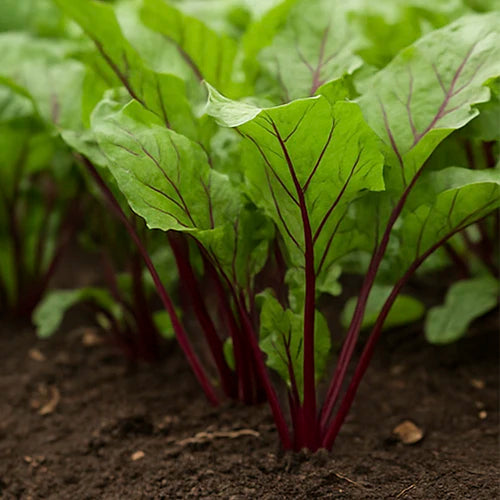Beetroot Seeds | चुकंदर के बीज | బీట్రూట్ గింజలు