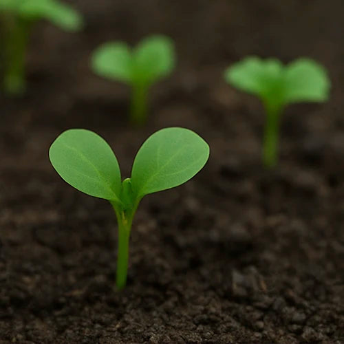 Bhendi ( Okra / Lady’s Finger ) Seeds
