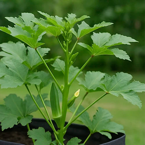 Bhendi ( Okra / Lady’s Finger ) Seeds