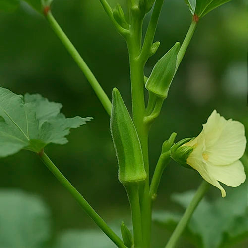 Bhendi ( Okra / Lady’s Finger ) Seeds
