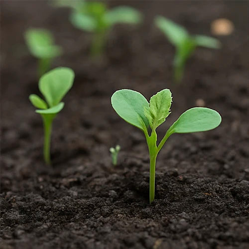 Brinjal (Black) Seeds | बैंगन के बीज | నల్ల వంకాయ గింజలు