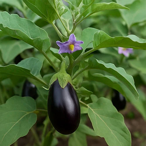 Brinjal (Black) Seeds | बैंगन के बीज | నల్ల వంకాయ గింజలు