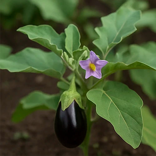 Brinjal (Black) Seeds | बैंगन के बीज | నల్ల వంకాయ గింజలు