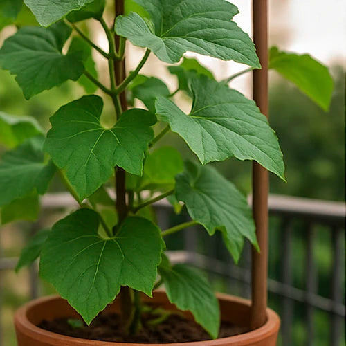 Bottle Gourd (Sorrakaya / Lauki) Seeds | लौकी के बीज | సొరకాయ గింజలు