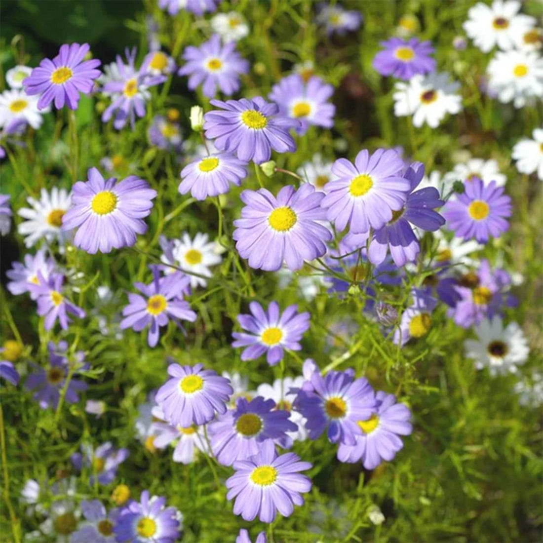 Brachycome Seeds | Easy to Grow Garden Flowers – SeedVanam