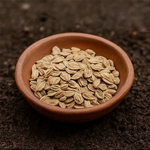 Carrot Seeds | गाजर के बीज | గాజర గింజలు