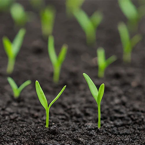 Carrot Seeds | गाजर के बीज | గాజర గింజలు