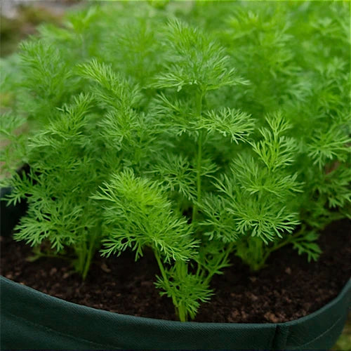 Carrot Seeds | गाजर के बीज | గాజర గింజలు