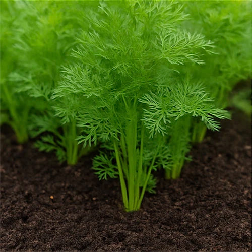 Carrot Seeds | गाजर के बीज | గాజర గింజలు