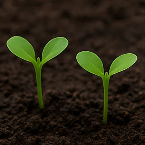 Cauliflower Seeds