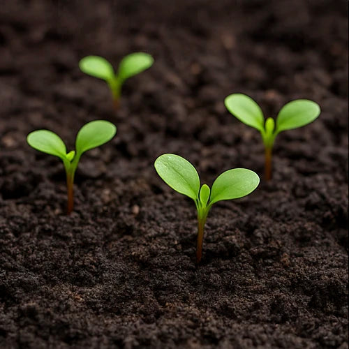 Chukka (Sorrel) Seeds | चुक्का के बीज | చుక్కకూర గింజలు